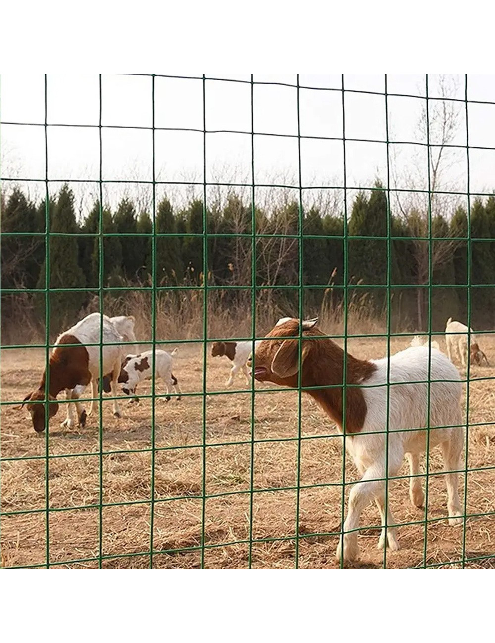 شبك ملبس 1 * 16 * 1.2 متر * 25 متر - CHN