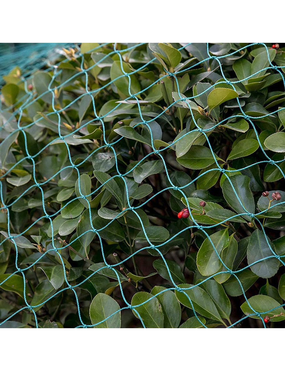 NYLON DECORATION NET 210D/15PLY 1" 80MD X 100FT DARK GREEN