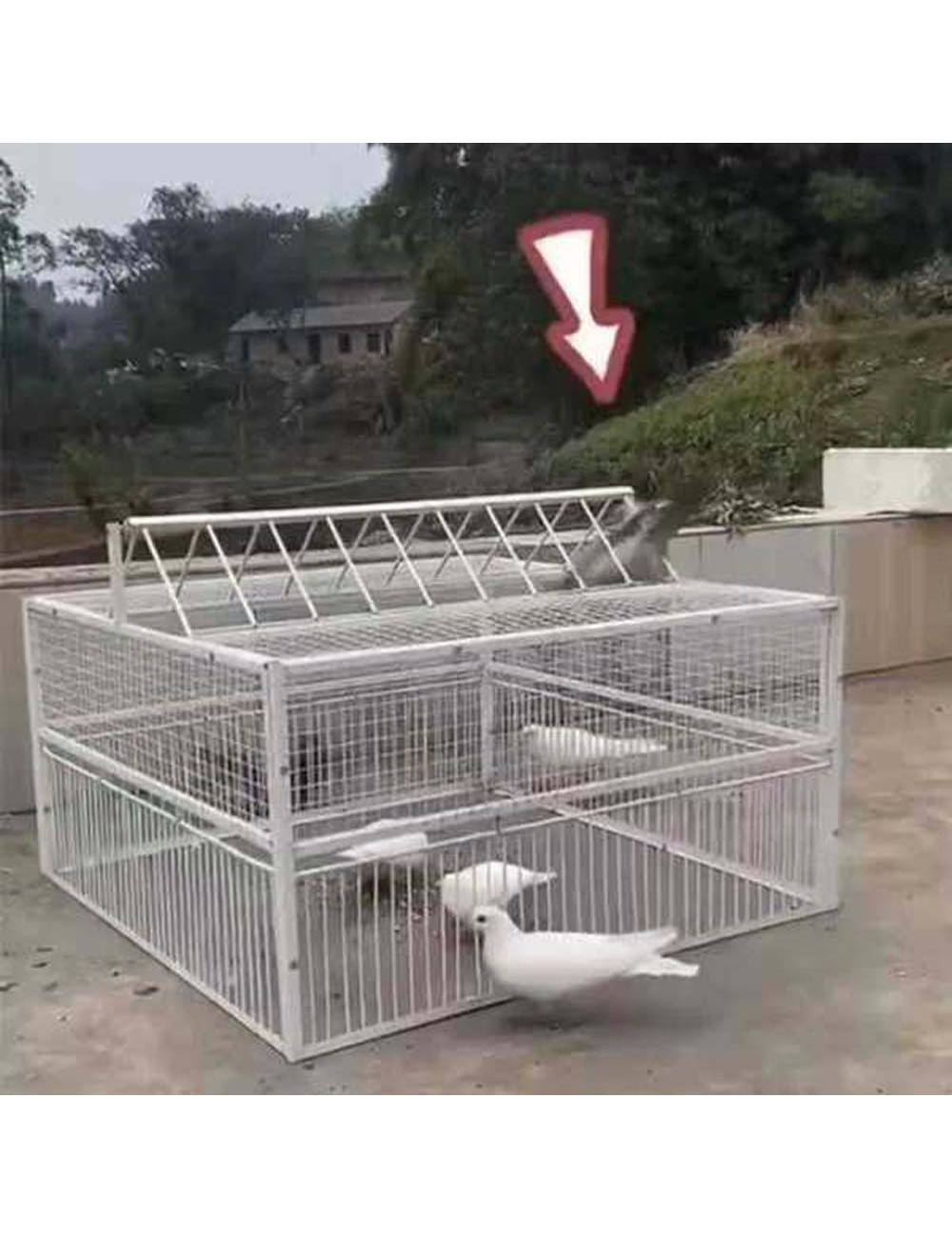 CM-080 PIGEON TRAP CAGE 4 DOORS 100 X 100 X 50CM